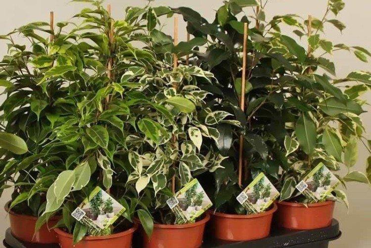 Emplacement idéal - Ficus Benjamina soins à domicile