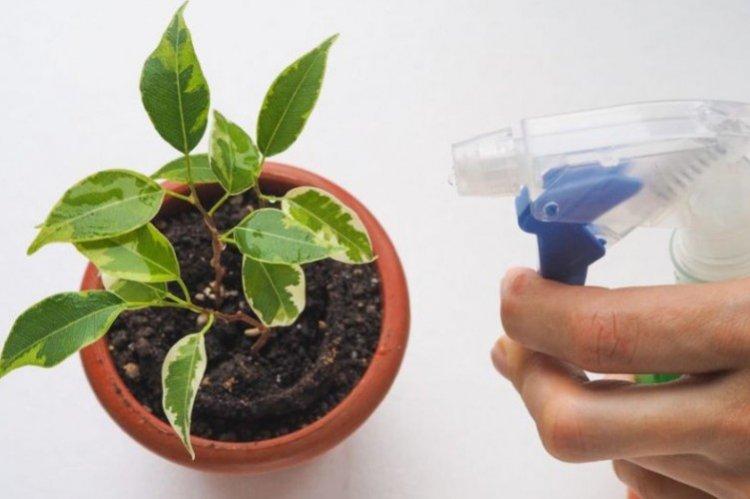 Comment arroser le ficus de Benjamin - soins à domicile