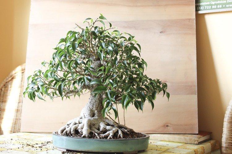 Formation de la couronne - Ficus Benjamina soins à domicile