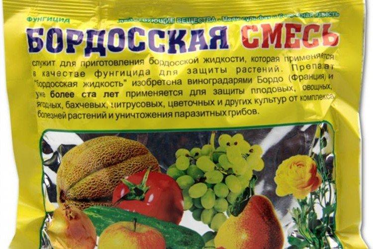 Liquide bordelais - Comment traiter les tomates du mildiou