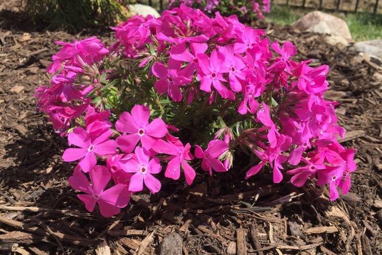 Température et éclairage - Phlox Care