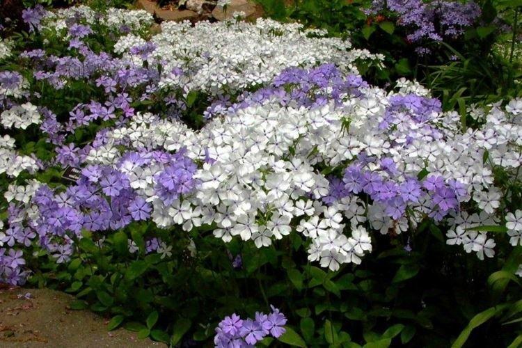 Phlox - photo