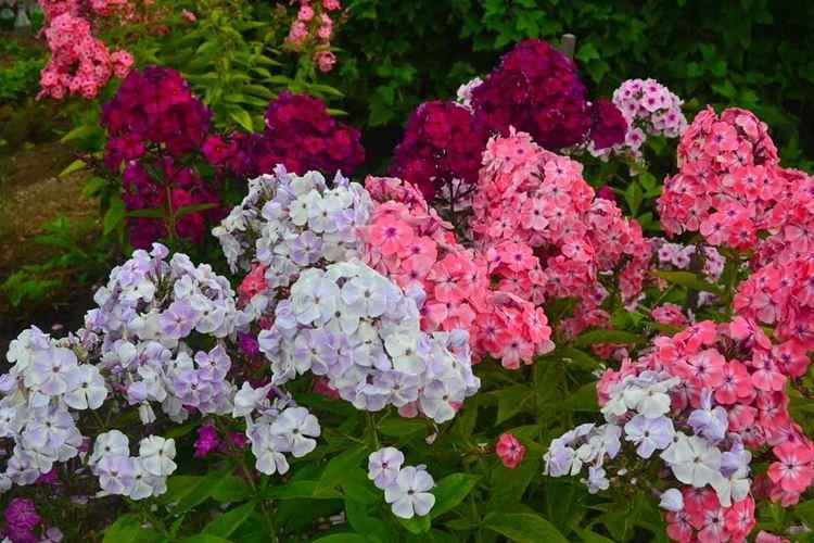 Phlox - photo