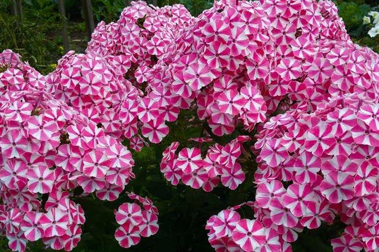 Phlox - photo