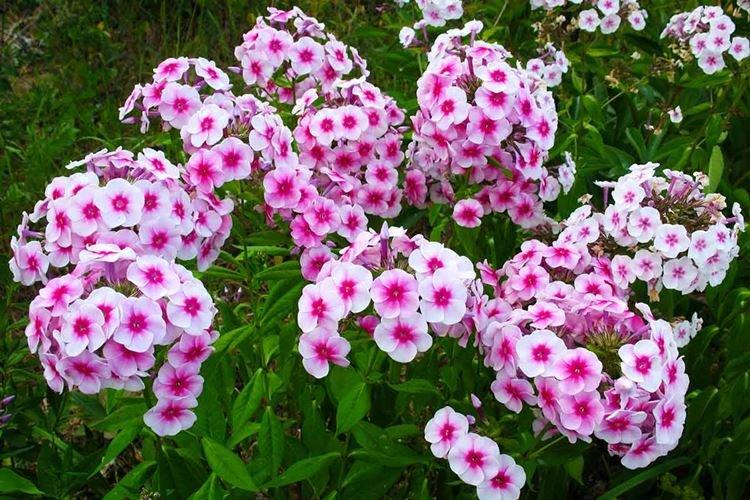 Phlox - photo