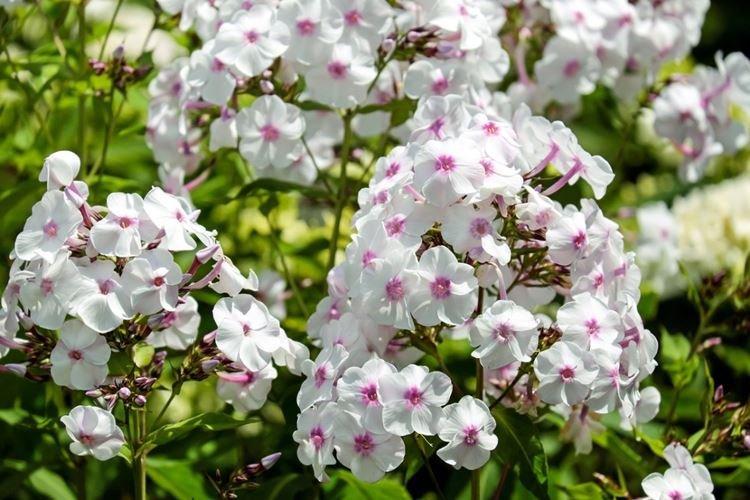 Phlox - photo