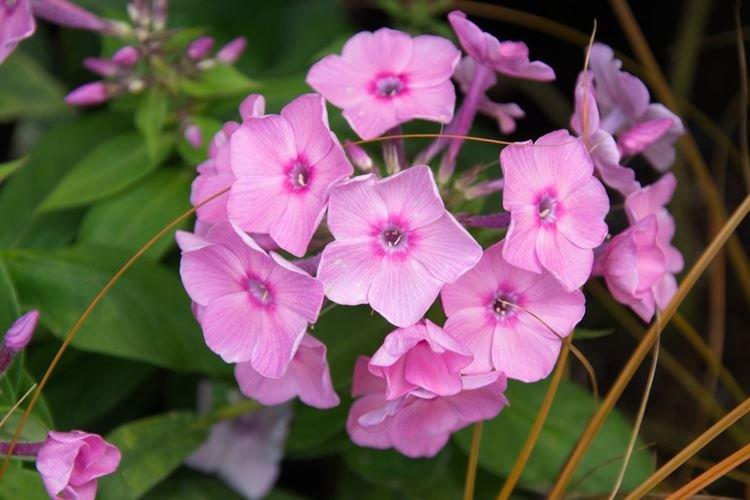Phlox - photo