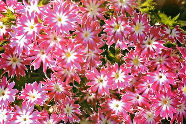 Phlox - photo