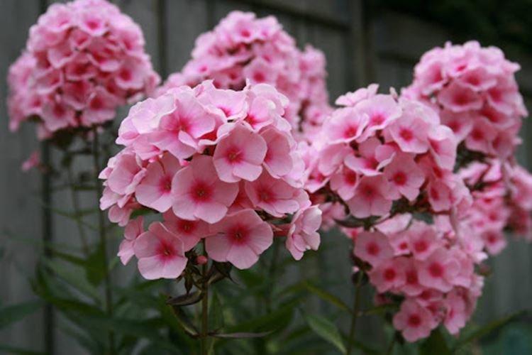 Phlox - photo