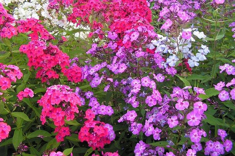 Phlox - photo