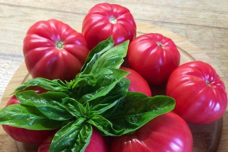 Récolter le romarin