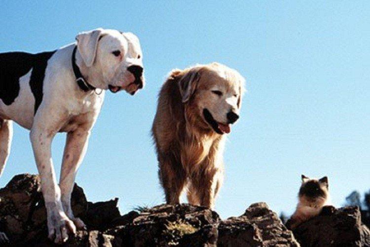 Homeward Bound: Un voyage incroyable (1993)