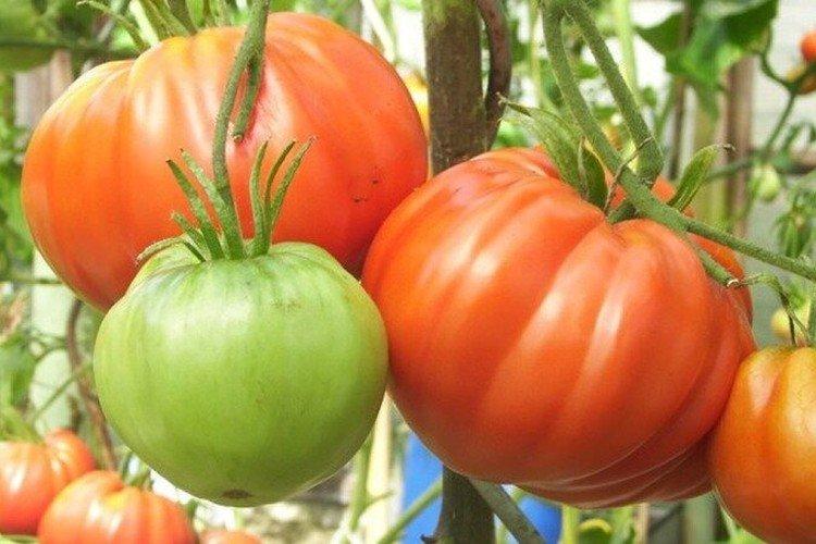 Le chapeau de Monomakh