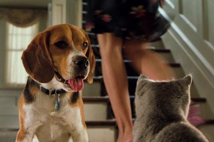 Chats contre chiens (2001)