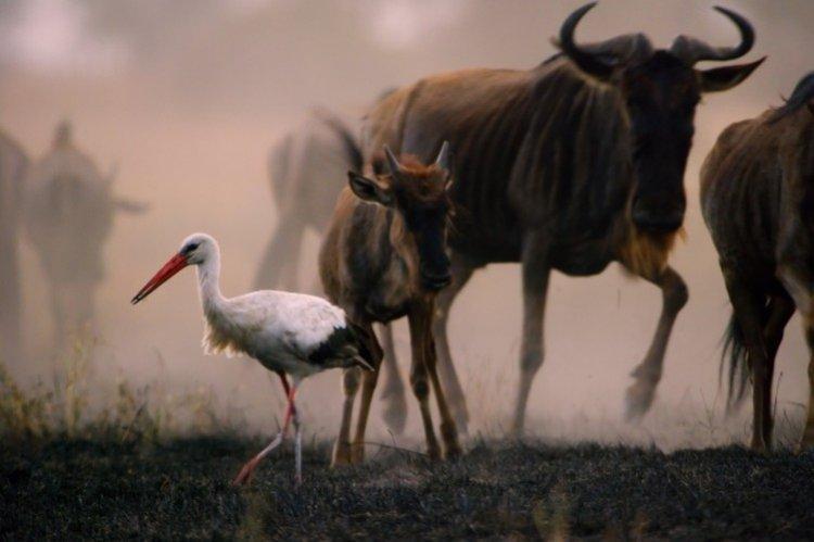 Planète hostile (2019)