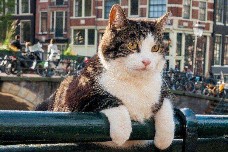 La ville à travers les yeux d'un chat (2018)