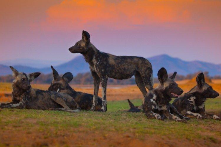 BBC : Dynasties (2018)