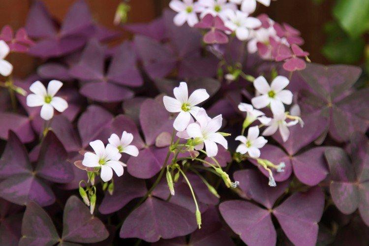 Oxalis