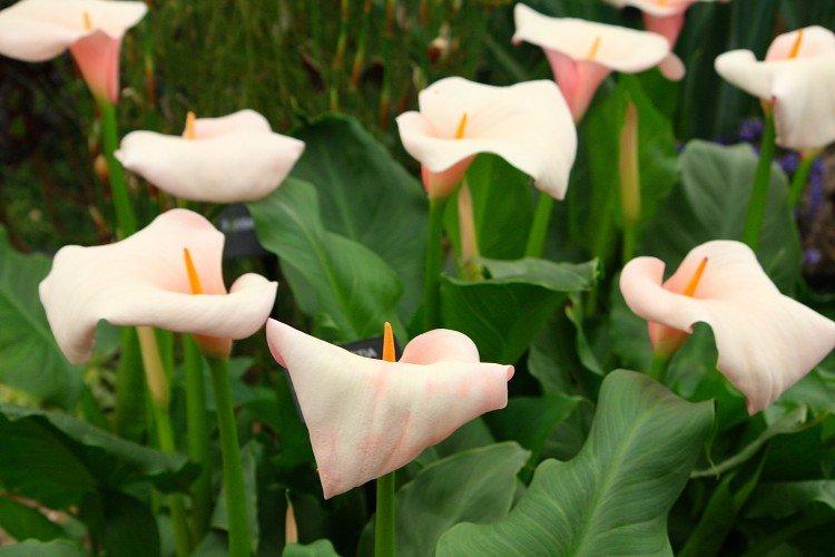Zantedeschia