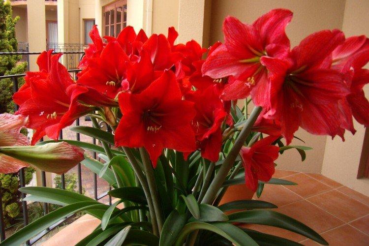 Hippeastrum