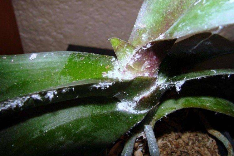 Cochenille sur les orchidées