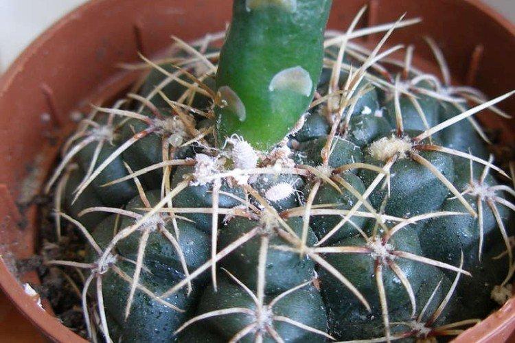 Cochenille sur cactus