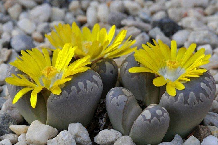 Lithops
