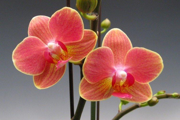 Phalaenopsis