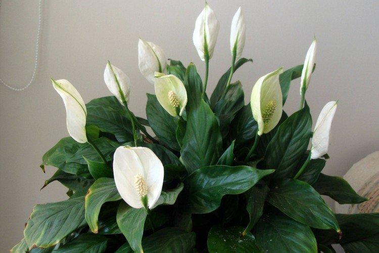 Spathiphyllum