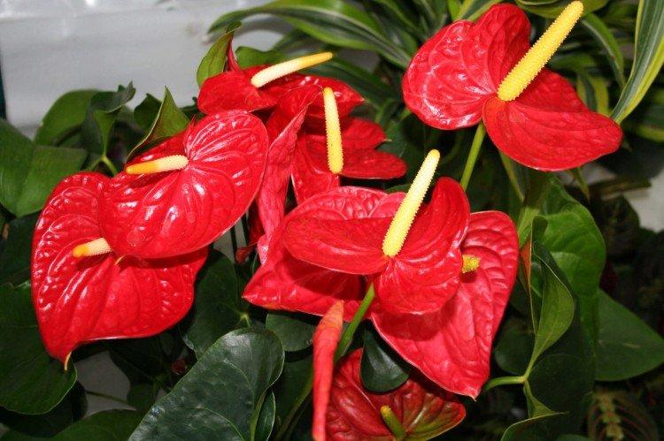 Anthurium
