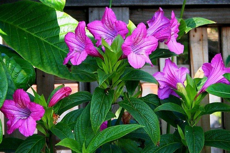 Ruellia
