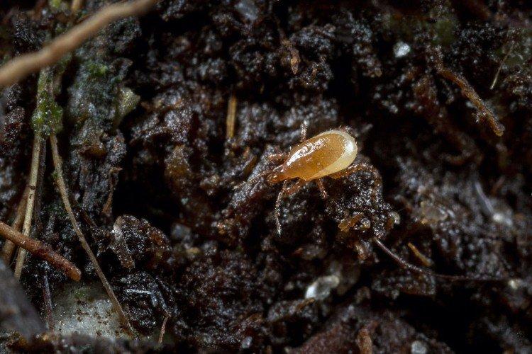 Acariens des racines