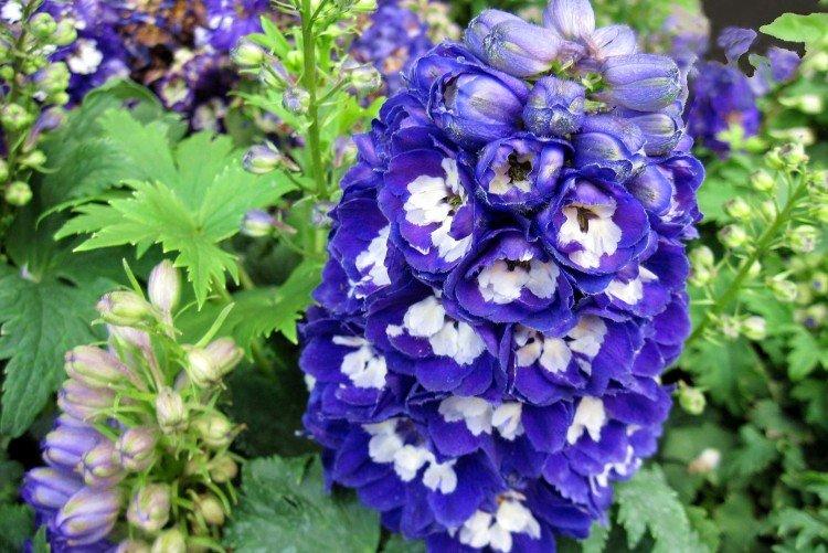 Delphinium