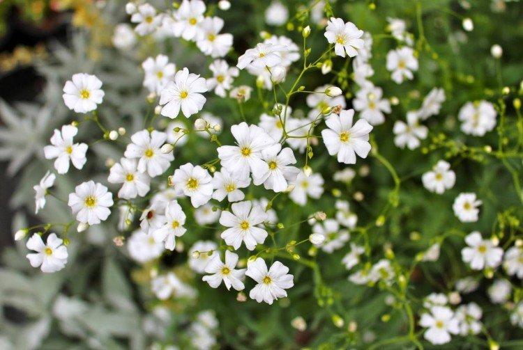 Gypsophile