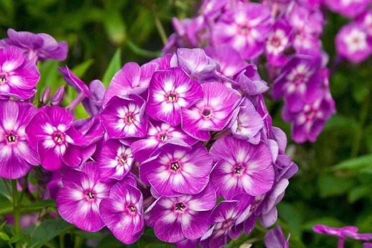 Phlox