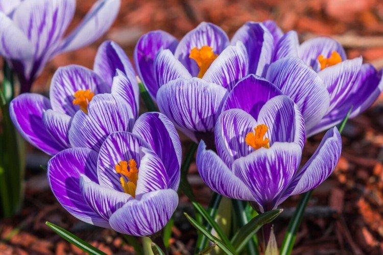 Crocus