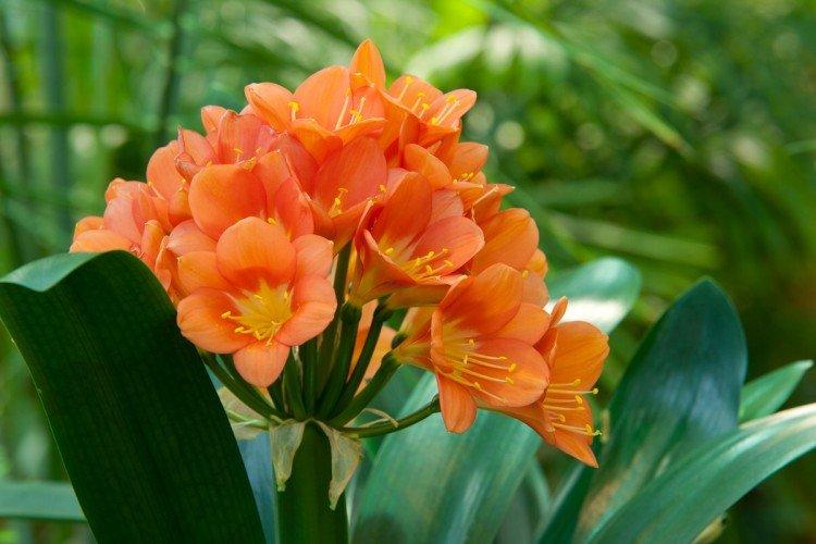Clivia