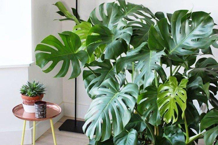 Monstera