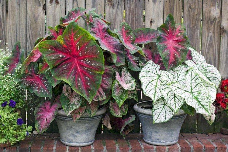 Caladium