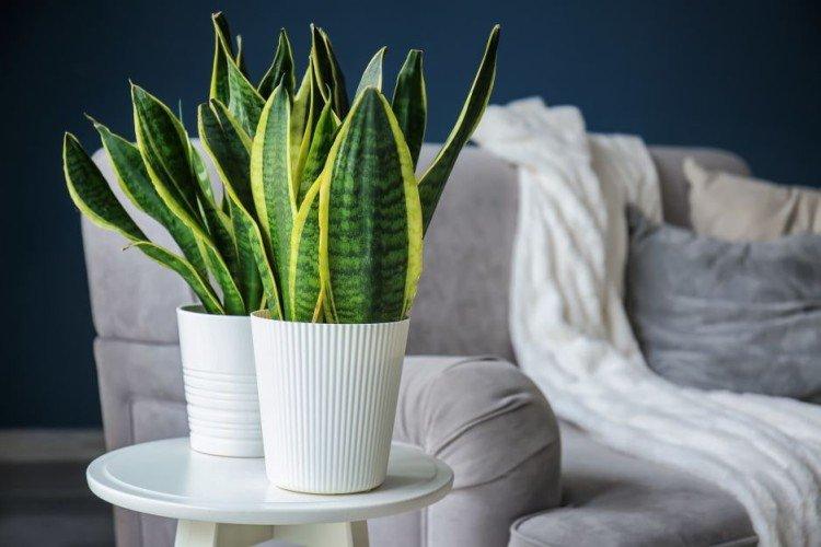 Sansevieria