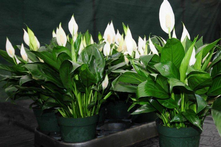Spathiphyllum