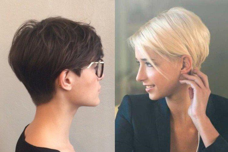 Pixie bob pas de frange