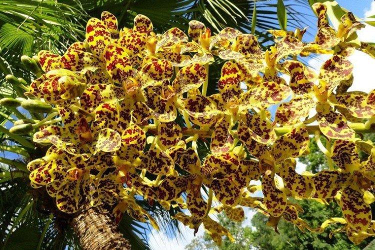 Grammatophyllum