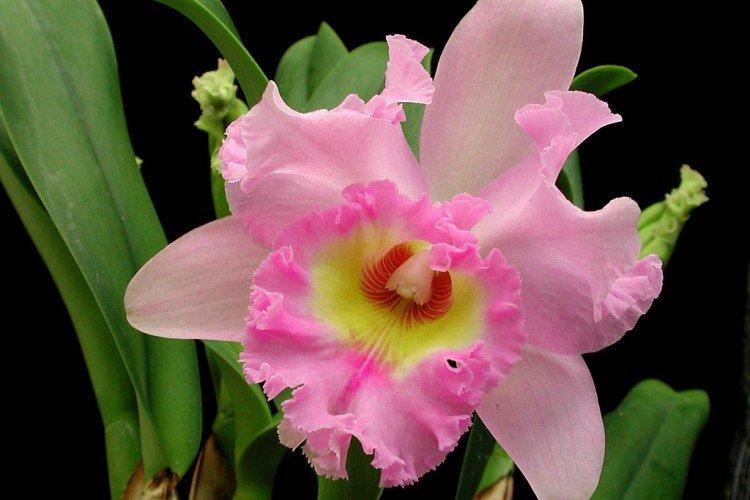Cattleya