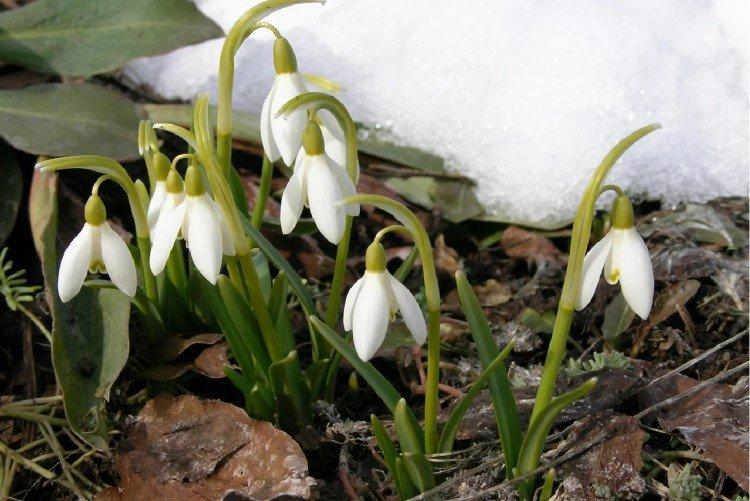 Galanthus