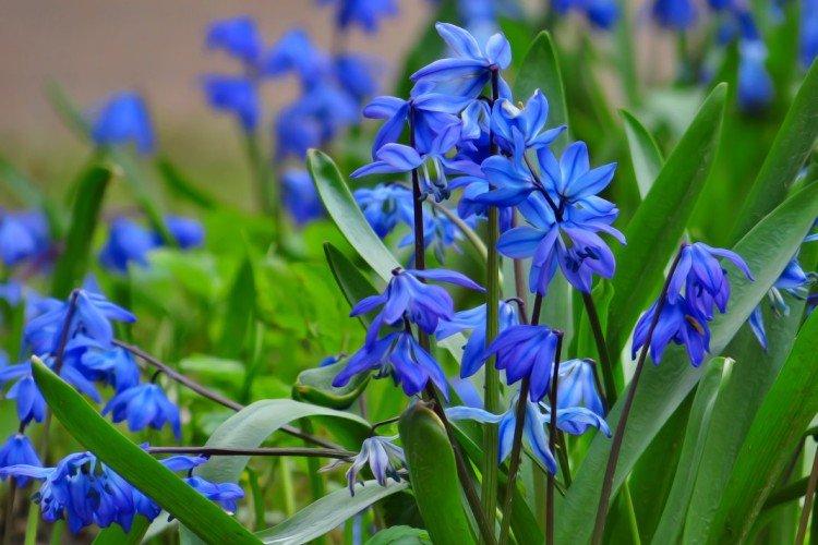 Scilla