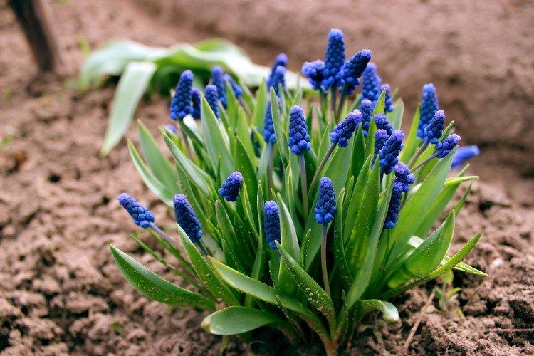 muscari