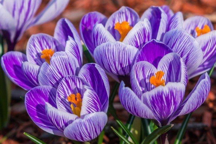 Crocus
