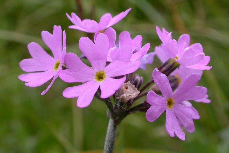 Primevère à longue main