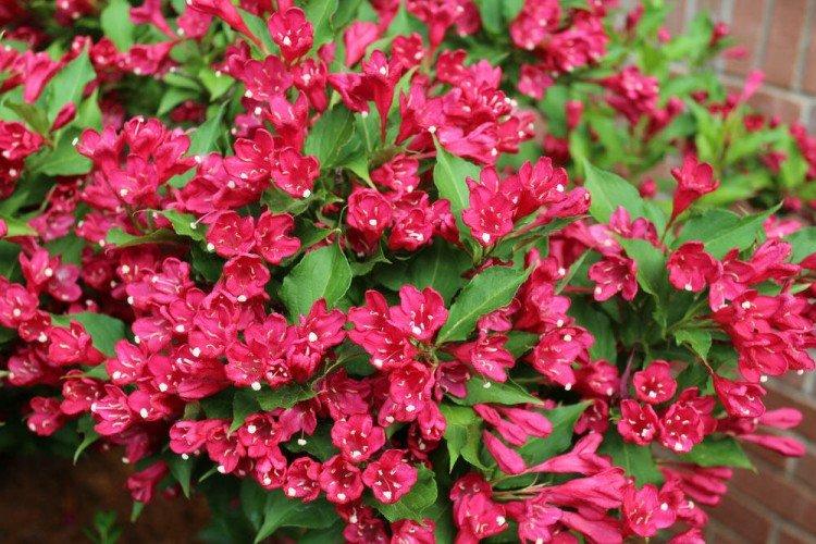Weigela